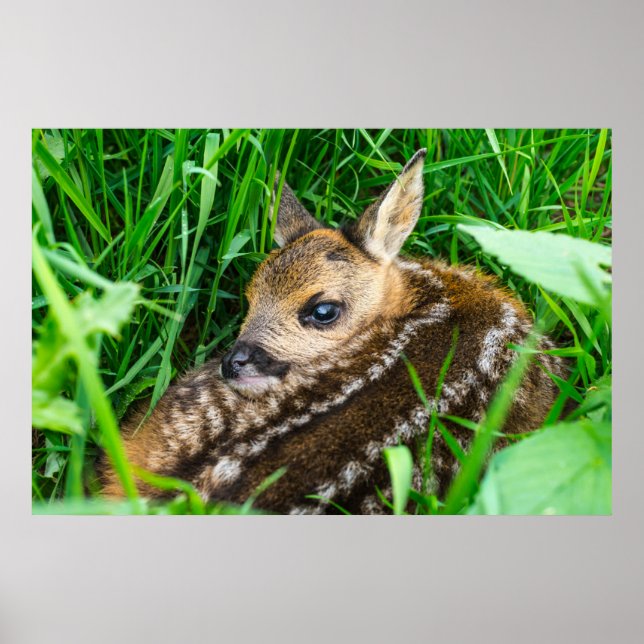 Poster Bebês Mais Pobres | Roe Deer Baby (Frente)