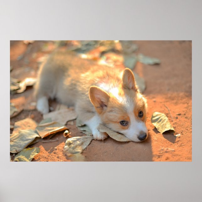 Poster Bebês Mais Pobres | Shy Corgi (Frente)