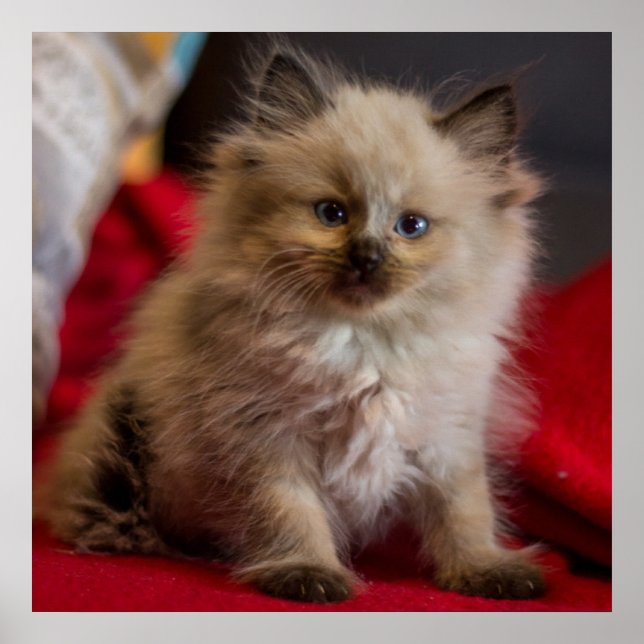 Poster Bebês Mais Pobres | Siamese Kitten (Frente)