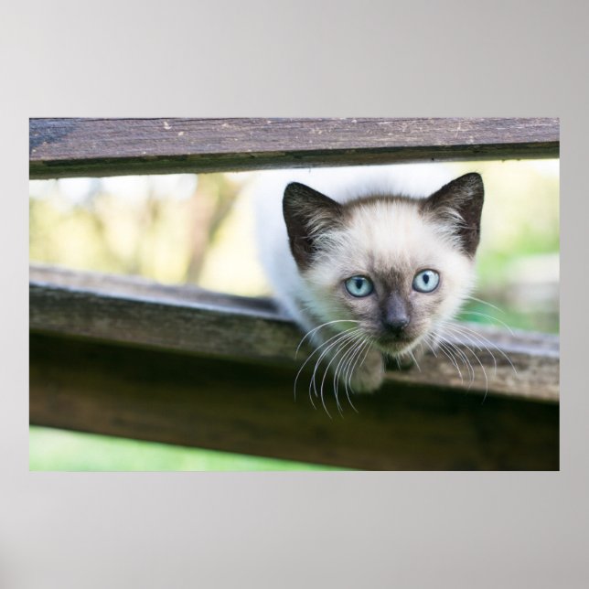 Poster Bebês Mais Pobres | Siamese Kitten 2 (Frente)