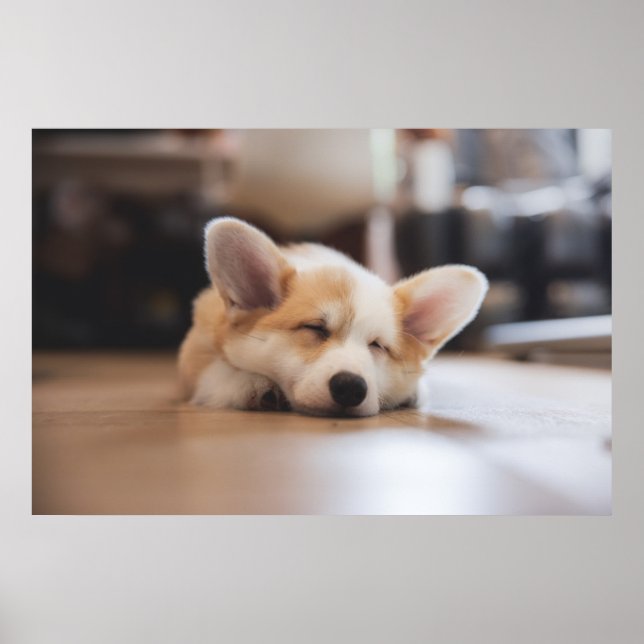 Poster Bebês Mais Pobres | Sleepy Corgi (Frente)