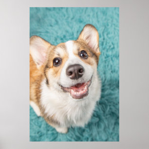 Poster Bebês Mais Pobres Sorriso De Puppy Corgi