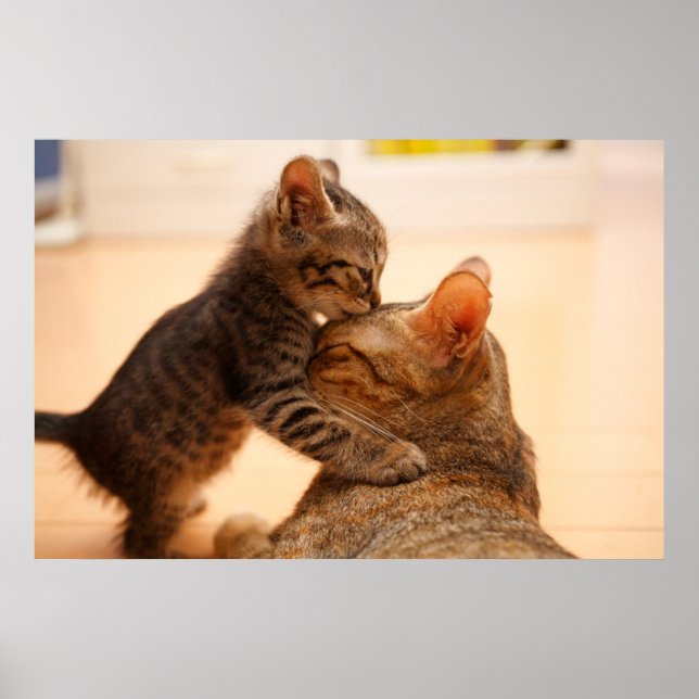 Poster Bebês Mais Pobres | Tabby Kitten Kiss (Frente)