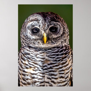 Poster Bebês Mais Pobres Tawny Owl