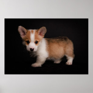 Poster Bebês Mais Pobres Tiny Corgi