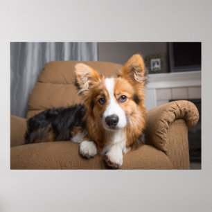 Poster Bebês Mais Pobres Torneiras de Corgi de Cabelo L