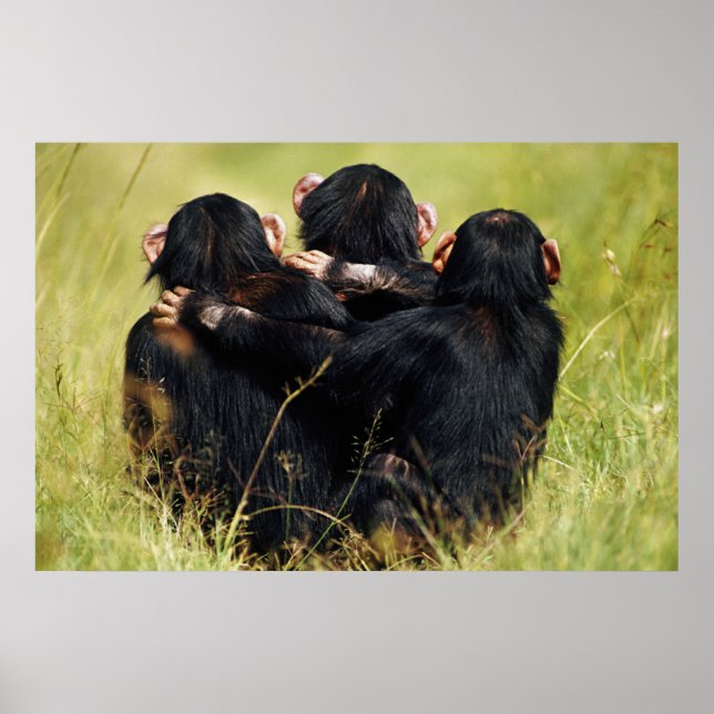 Poster Bebês Mais Pobres | Três Chimpanzés (Frente)