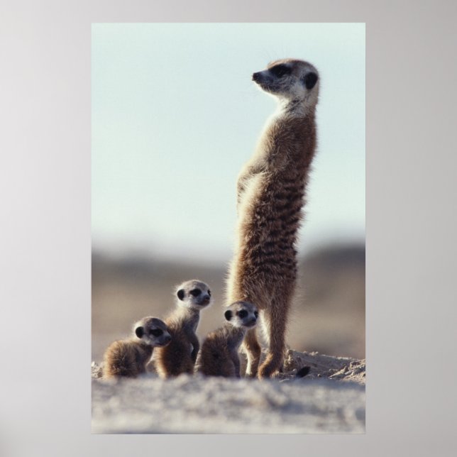 Poster Bebês Mais Pobres | Uma família de Meerkats (Frente)