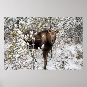 Poster Bebês Mais Pobres Vitelo de Moose