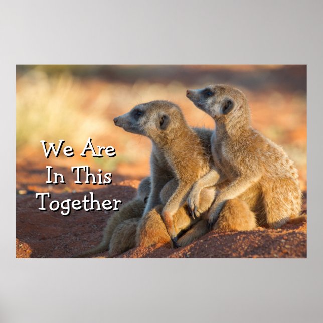 Poster Bebês Meerkats Escondem-Se Sob Seus Pais (Frente)