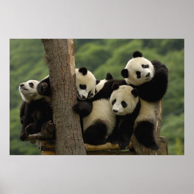 Poster Bebês panda gigantes Ailuropoda melanoleuca) 4 (Frente)