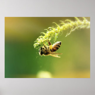 Poster Bee