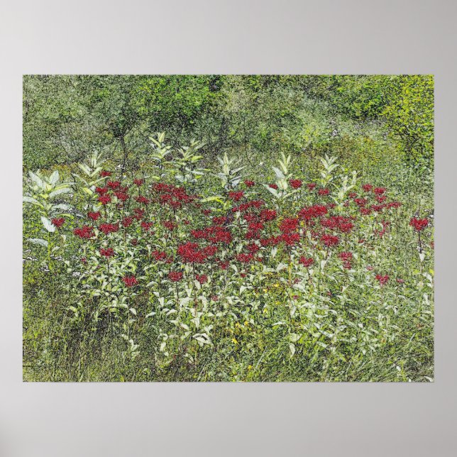 Pôster Bee Balm (Bergamont) em agosto (Frente)