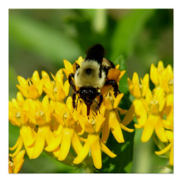 Pôster Bee Feasting on Butterfly Weed Wildflowers