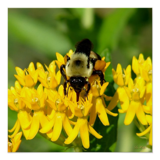 Pôster Bee Feasting on Butterfly Weed Wildflowers (Frente)