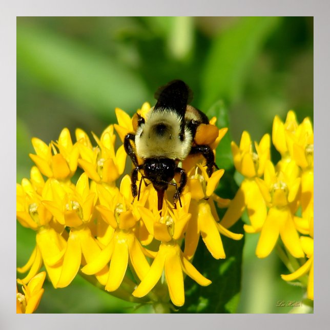 Poster Bee Feasting on Butterfly Weed Wildflowers (Frente)
