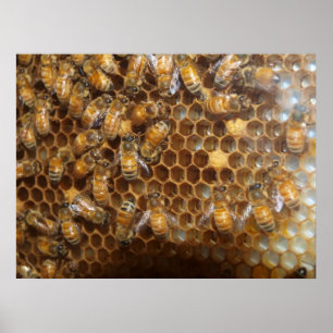 Pôster Bee Hive