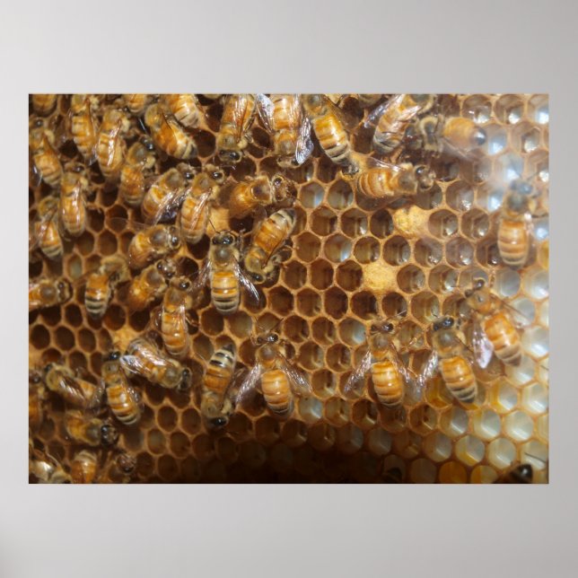 Pôster Bee Hive (Frente)