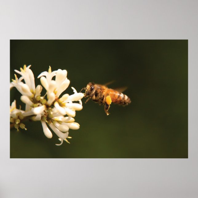 Poster Bee - Honey I'm home (Frente)