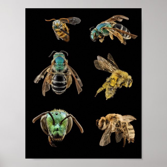 Poster Bee Magnified pints fotos insetos insetos abelhas (Frente)