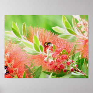 Poster Bee On Bottlebrush