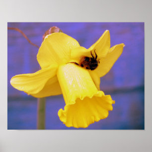 Poster Bee On Daffodil