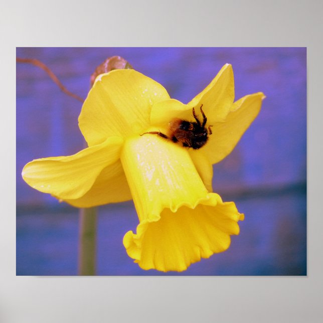Poster Bee On Daffodil (Frente)