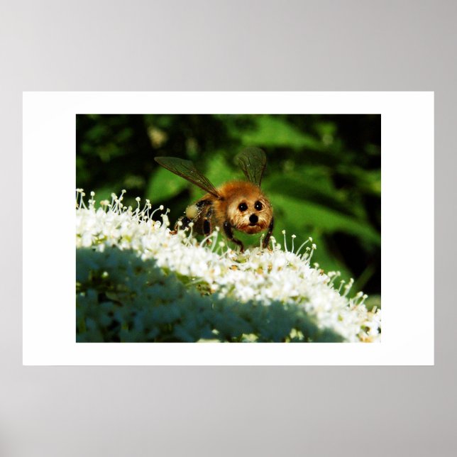 Pôster Beeog (Frente)