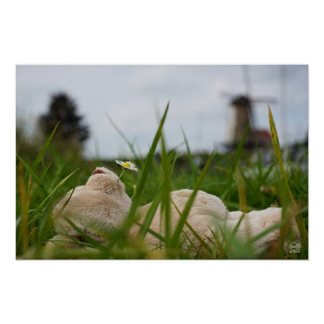 Pôster Beer relaxt in natuur met Hollandse molen. (Frente)