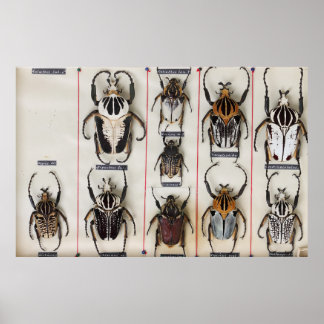 Poster Beetle Species Bug Insect nature photograph 