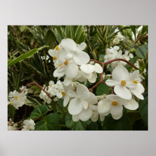 Poster Begónia branca tropical floral