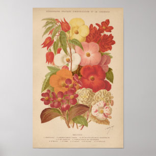 Poster Begonia   George Nicholson