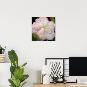 Poster Begônia Tuberosa Branca Floral em Flor