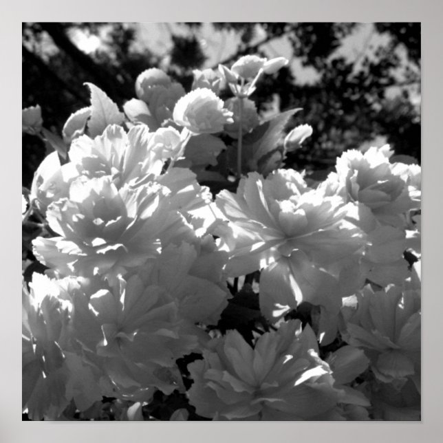 Poster Begonias (Frente)