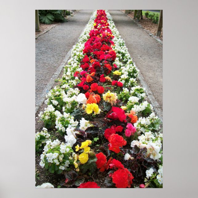 Poster Begonias (Frente)