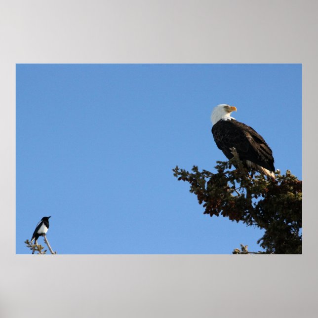 Poster BEIAM Bald Eagle Ignora uma Magpie (Frente)