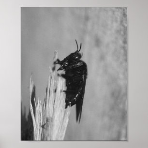 Poster Beija-flor