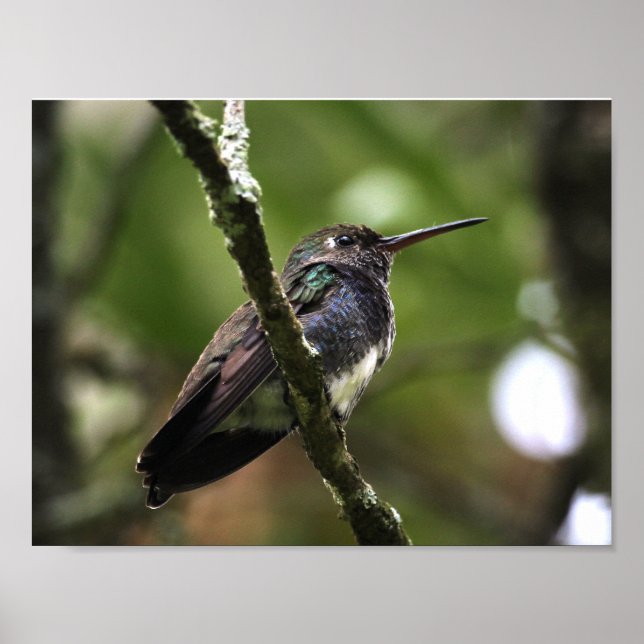 POSTER - BEIJA-FLOR 1 (Frente)