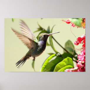 POSTER - BEIJA-FLOR 4