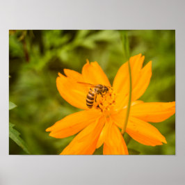 Poster Beija-flor abelha em um Cosmos de Enxofre