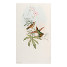 Beija-flor Avocet de cauda roxa por John Gould