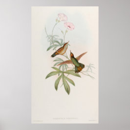 Poster Beija-flor Avocet de cauda roxa por John Gould