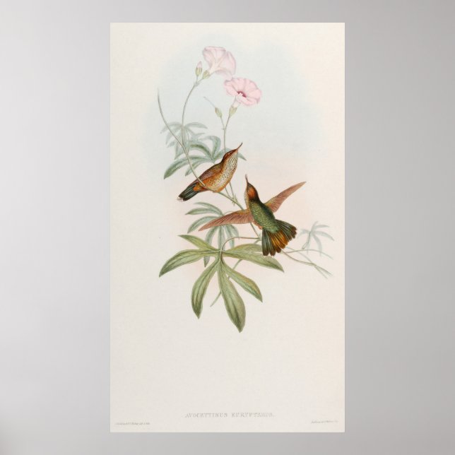 Poster Beija-flor Avocet de cauda roxa por John Gould (Frente)