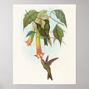 Poster Beija-flor-de-bico-de-espada de John Gould