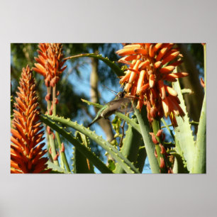 Poster Beija-flor-de-garganta-preta em Voo