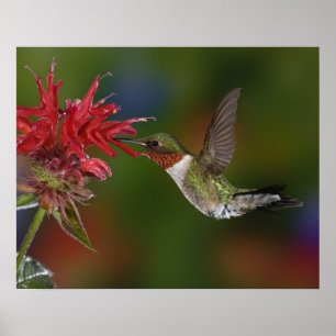 Poster Beija-flor-de-garganta-rubí macho