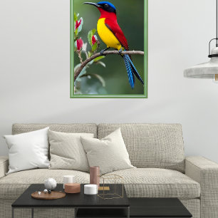 Poster beija-flor-de-gould
