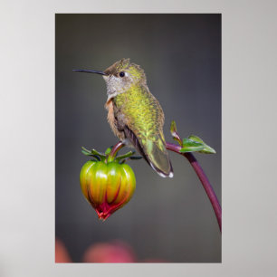 Pôster Beija-flor pousa sobre o botão da flor