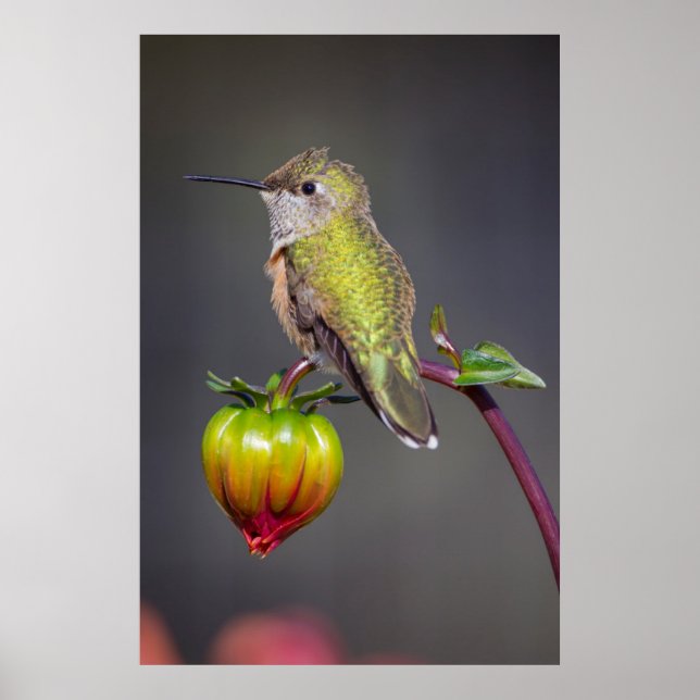 Pôster Beija-flor pousa sobre o botão da flor (Frente)