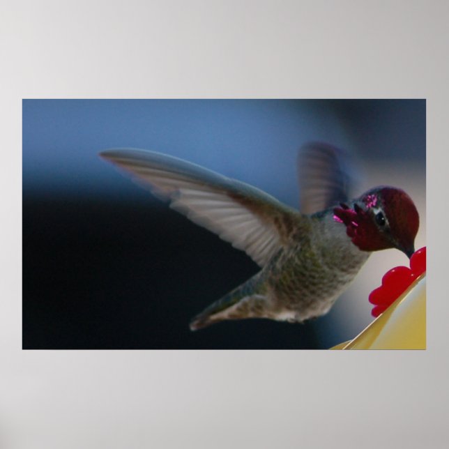 Poster Beija-flor Vista Aproximada ~impressão~ (Frente)
